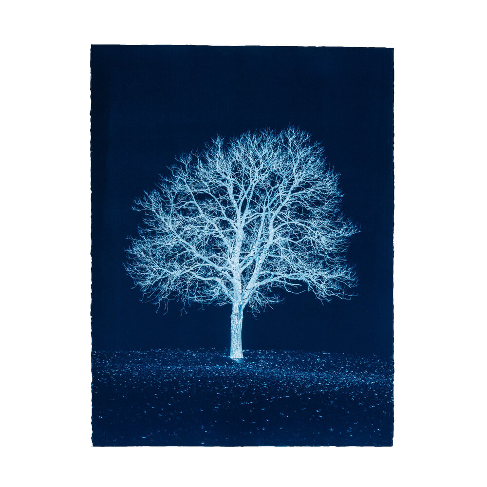 Portrait d'Arbre, Prussian blue study no. 1, 2018